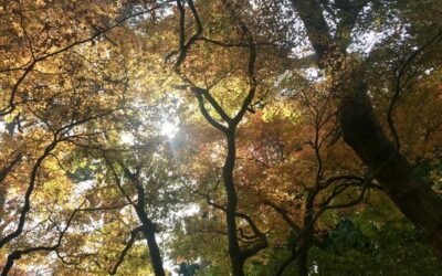Casa de Repouso Lar Moreira: Passeios Diários e Contato com a Natureza na Terceira Idade